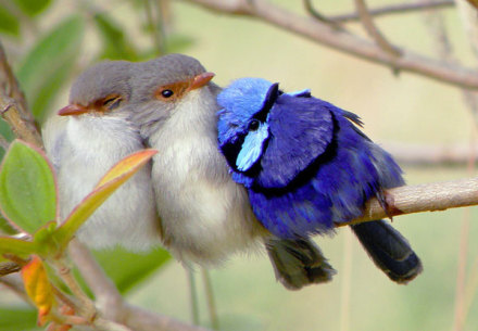 Splendid fairywren 這種來自澳洲的小鳥，非常藍，超級藍