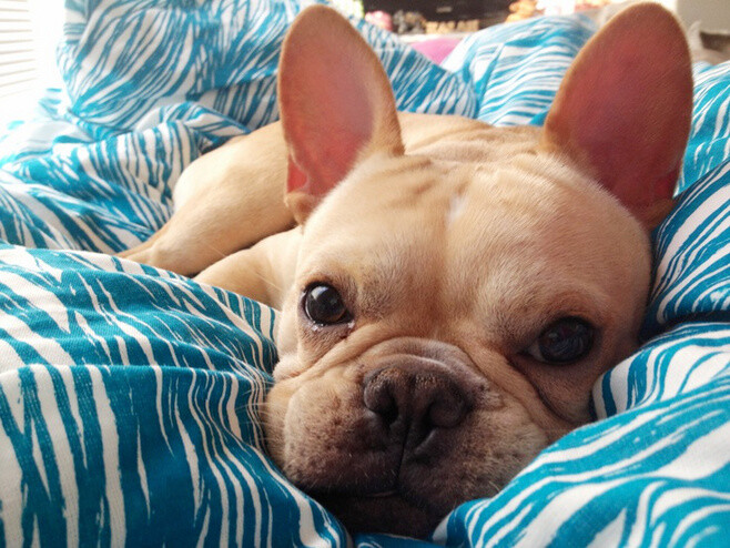 french bulldog cutie