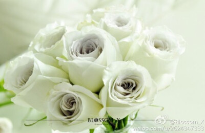 【ROSE Early grey 曦灰】这款玫瑰如同薄雾的清晨，烟灰色的花瓣在白色明亮的空间下清新脱俗，花期瓶插时间长。