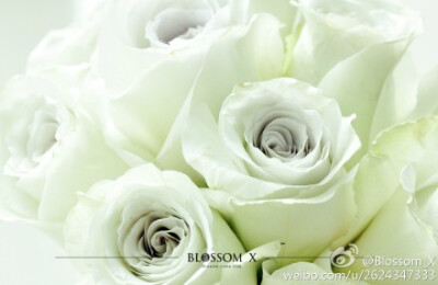 【ROSE Early grey 曦灰】这款玫瑰如同薄雾的清晨，烟灰色的花瓣在白色明亮的空间下清新脱俗，花期瓶插时间长。