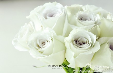 【ROSE Early grey 曦灰】这款玫瑰如同薄雾的清晨，烟灰色的花瓣在白色明亮的空间下清新脱俗，花期瓶插时间长。