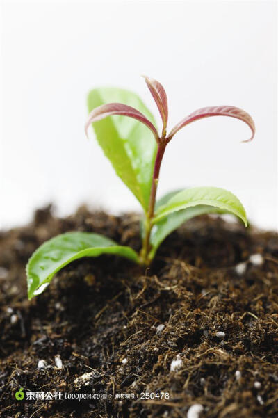 幼苗新芽-植物绿芽儿特写图片摄影背景桌面壁纸图片素材