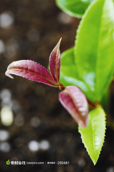 幼苗新芽-阳光下的植物嫩叶特写图片摄影背景桌面壁纸图片素材