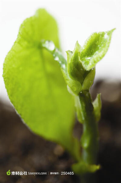 幼苗新芽-高清特写植物嫩叶摄影背景桌面壁纸图片素材