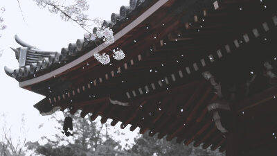 桜吹雪