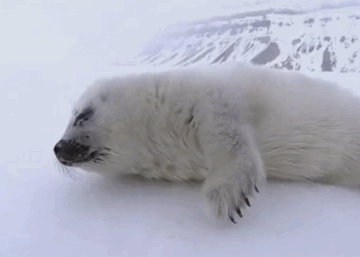 俄罗斯破冰船队员遇到迷路的小海豹，上前去帮忙 爬爬爬~~