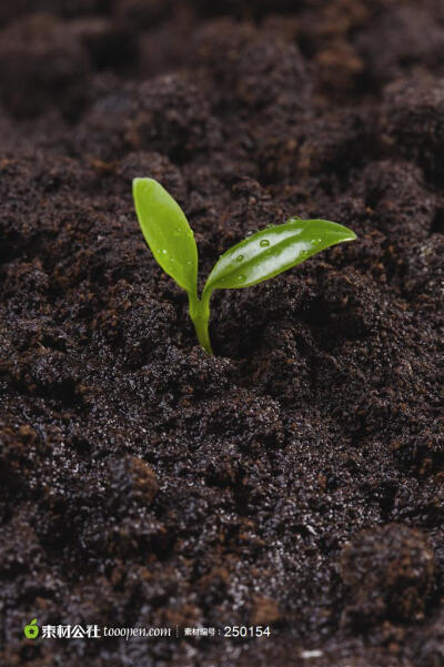 幼苗新芽-土壤中发芽的植物种子高清桌面图片素材