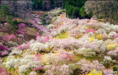 2014日本樱花摄影最佳图片，美哭了（转）