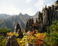 在韩国一提到“丹枫”人们首先想到的就是雪岳山，雪岳山四季景色各异，每个季节有其独特的景色，秋季则以丹枫而著名。雪岳山有许多条登山路线，其中，千佛洞溪谷、五色泉水、铸钱谷、百潭溪谷等这几处是丹枫景色最佳的地方。