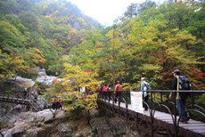 五台山秋季的丹枫是四季中景色最美丽的，和雪岳山一样，是可以相对较早赏枫的地方。五台山上有汽车野营、自然休养林、露营等多种住宿方式。每年的10月中旬，这里的枫叶景色是最盛的时候，届时会有大批的游客来这里欣…