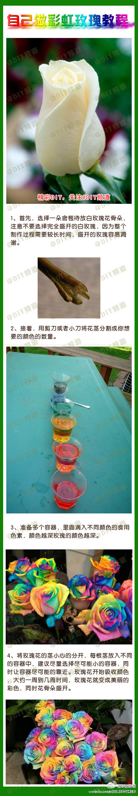 【自己做彩虹玫瑰教程】 教大家如何自己制作彩虹玫瑰，可能有一些难度，过程中色彩难以掌握，但是经过几次试验，总能获得美丽的彩虹玫瑰。