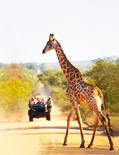南非长颈鹿·