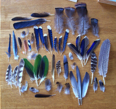  blue feathers.蓝色羽毛