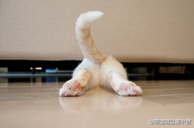 #随手拍萌宠# 一只来自日本的苏格兰折耳猫Pokke，将呆萌进行到底。