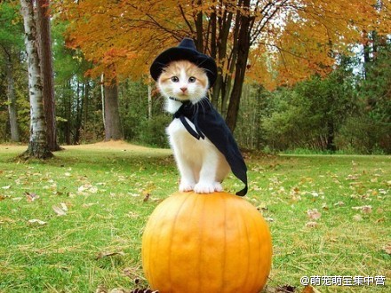 #随手拍萌宠# 主银~把我打扮成这样还指望我给你抓老鼠吗？！我不舍得动~