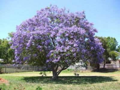 蓝花楹唯美图片