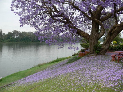 蓝花楹唯美图片