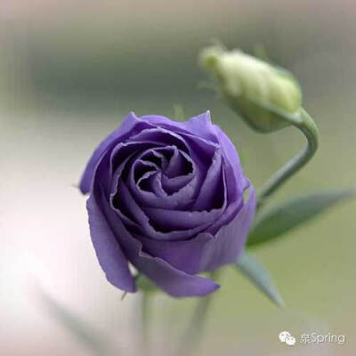 【多识草木少识人】朝颜|夕颜|暮颜