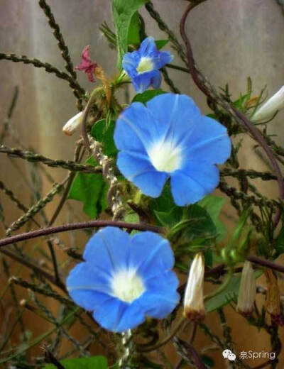 【多识草木少识人】朝颜|夕颜|暮颜