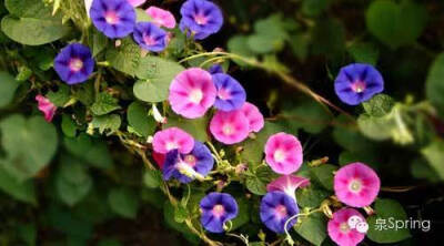 【多识草木少识人】朝颜|夕颜|暮颜