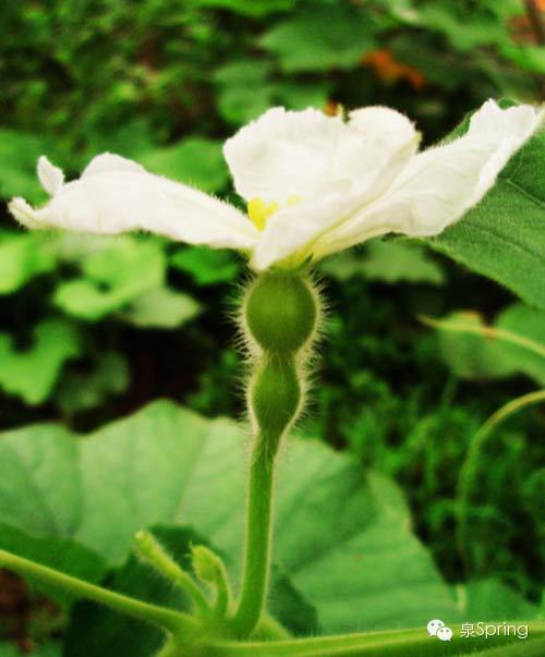 【多识草木少识人】朝颜|夕颜|暮颜