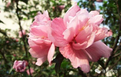 【多识草木少识人】朝颜|夕颜|暮颜