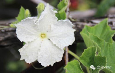 【多识草木少识人】朝颜|夕颜|暮颜