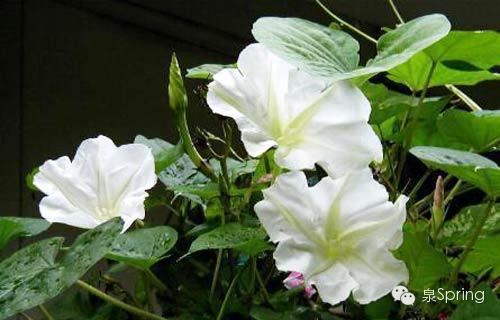 【多识草木少识人】朝颜|夕颜|暮颜