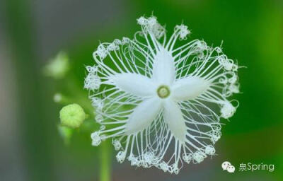 【多识草木少识人】朝颜|夕颜|暮颜