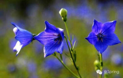 【多识草木少识人】朝颜|夕颜|暮颜