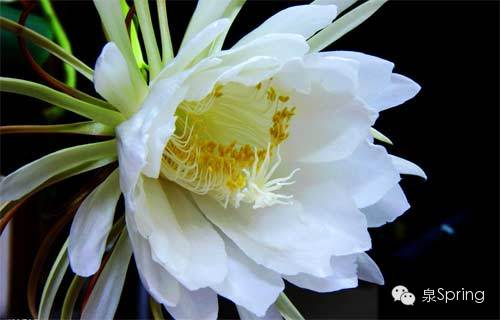 【多识草木少识人】朝颜|夕颜|暮颜