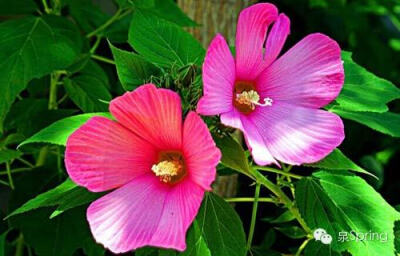 【多识草木少识人】朝颜|夕颜|暮颜