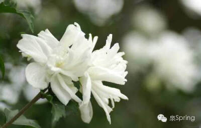 【多识草木少识人】朝颜|夕颜|暮颜