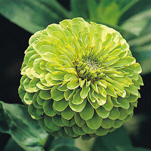 小小麋鹿【花语字典】Zinnia 百日草.花语：我难过你不在