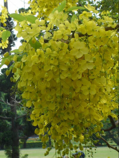 阿勃勒（学名：Cassia fistula），属苏木亚科，该属植物全世界约有250种，是泰国的国花。