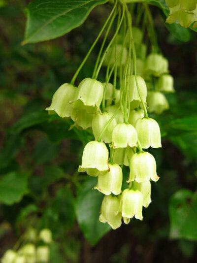 吊钟花（Enkianthus sp. 杜鹃花科）