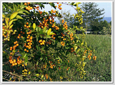 名稱：金露花（果實有毒） 別稱：台灣連翹 科別：馬鞭草科 學名：Duranta repens 原产地：南美