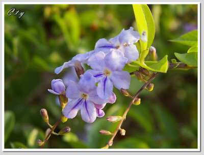 名稱：金露花（果實有毒） 別稱：台灣連翹 科別：馬鞭草科 學名：Duranta repens 原产地：南美