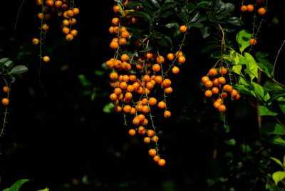 名稱：金露花（果實有毒） 別稱：台灣連翹 科別：馬鞭草科 學名：Duranta repens 原产地：南美