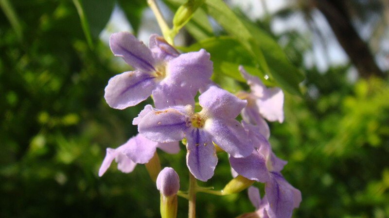 名稱：金露花（果實有毒） 別稱：台灣連翹 科別：馬鞭草科 學名：Duranta repens 原产地：南美