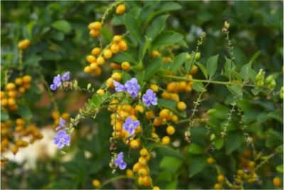 名稱：金露花（果實有毒） 別稱：台灣連翹 科別：馬鞭草科 學名：Duranta repens 原产地：南美