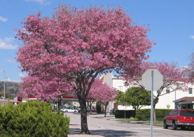 学名：Tabebuia pentaphylla 别名：红花风铃木、巴拉圭风铃木 科名：紫葳科 属名：风铃木属 原产地：原产热带南美州，是美洲热带有名的观赏树木