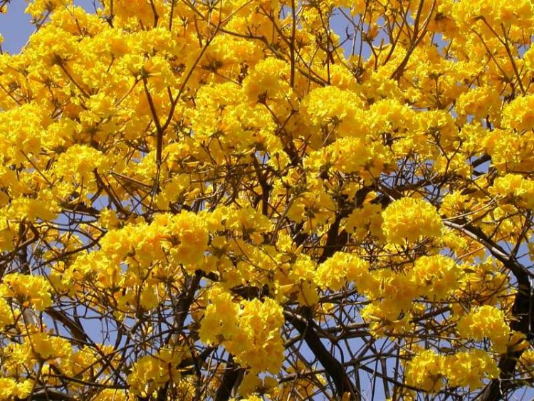 黃金風鈴木 紫葳科 學名： Tabebuia chrysantha (Jacq.) Nichols. 別名： 黃花風鈴木 黃金風鈴木，為巴西國花，是一種會隨著四季變化而更換風貌的樹。春天枝條葉疏，開著漂亮的黃花；夏天長葉結果莢，幸運的話，還能見到翅果紛飛的驚喜；秋天枝葉繁盛，一片綠的景象；冬天枯枝落葉，呈現出淒涼之美。春、夏、秋、冬，則展現出不同的風味。期待每年三月黃花盛開，邀你共賞。但！提醒你可要小心，不要觸碰到其花及果實上的細毛，否則是會癢癢的喔！