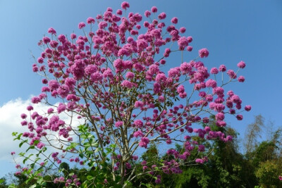 洋红风铃木Tabebuia rosea (Bertol.) Bertero ex A.DC.，又名巴拉圭风铃木，红花伊培树、喇叭树等，为紫葳科风铃木属乔木，株高10多米，掌状复叶对生。花冠铃形，总状花序，花冠钟形，花期在1至2月，早春开花。