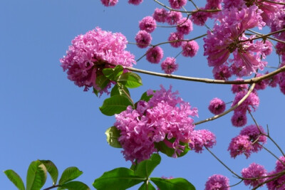 洋红风铃木Tabebuia rosea (Bertol.) Bertero ex A.DC.，又名巴拉圭风铃木，红花伊培树、喇叭树等，为紫葳科风铃木属乔木，株高10多米，掌状复叶对生。花冠铃形，总状花序，花冠钟形，花期在1至2月，早春开花。