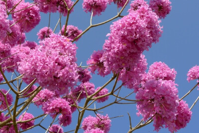 洋红风铃木Tabebuia rosea (Bertol.) Bertero ex A.DC.，又名巴拉圭风铃木，红花伊培树、喇叭树等，为紫葳科风铃木属乔木，株高10多米，掌状复叶对生。花冠铃形，总状花序，花冠钟形，花期在1至2月，早春开花。