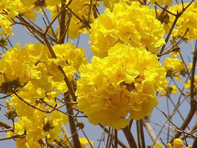 花风铃木学名： Tabebuia chrysantha(Jacq.)Nichols，英文名：Golden Bell Tree，别名 黄花风铃木学名： Tabebuia chrysantha(Jacq.)Nichols，英文名：Golden Bell Tree，别名：黄金风铃木，黄丝风铃木、伊蓓树、毛…