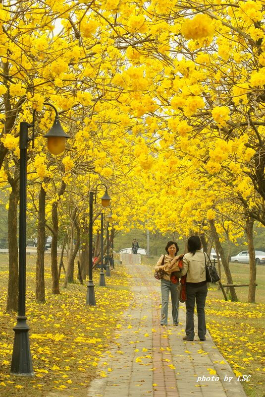 花风铃木学名： Tabebuia chrysantha(Jacq.)Nichols，英文名：Golden Bell Tree，别名 黄花风铃木学名： Tabebuia chrysantha(Jacq.)Nichols，英文名：Golden Bell Tree，别名：黄金风铃木，黄丝风铃木、伊蓓树、毛风铃、巴西风铃木，属紫葳科 (Bignoniaceae)风铃木属(Tabebuia)植物，原产墨西哥、中美洲、南美洲，巴西国花，十多年自南美巴拉圭引进中国。