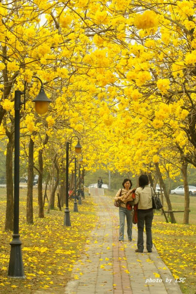 花风铃木学名： Tabebuia chrysantha(Jacq.)Nichols，英文名：Golden Bell Tree，别名 黄花风铃木学名： Tabebuia chrysantha(Jacq.)Nichols，英文名：Golden Bell Tree，别名：黄金风铃木，黄丝风铃木、伊蓓树、毛…