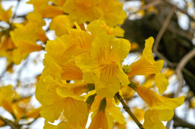 花风铃木学名： Tabebuia chrysantha(Jacq.)Nichols，英文名：Golden Bell Tree，别名 黄花风铃木学名： Tabebuia chrysantha(Jacq.)Nichols，英文名：Golden Bell Tree，别名：黄金风铃木，黄丝风铃木、伊蓓树、毛…